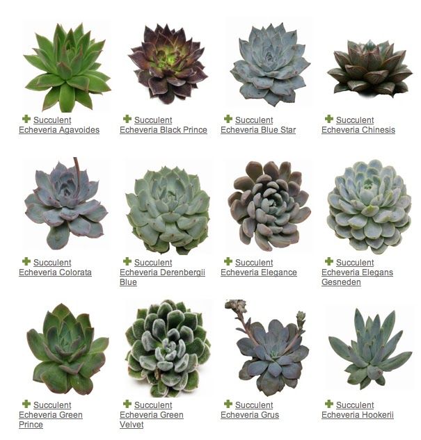 Succulent Echeveria variety guide