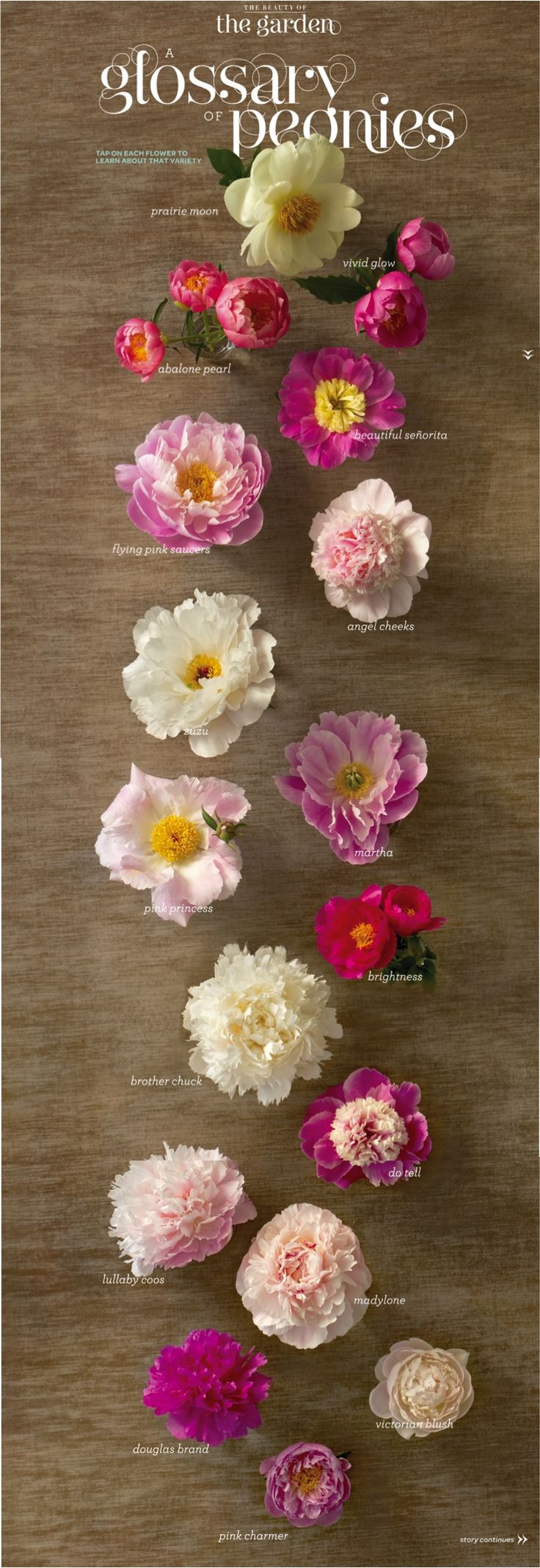 Wedding Flowers- Peonies