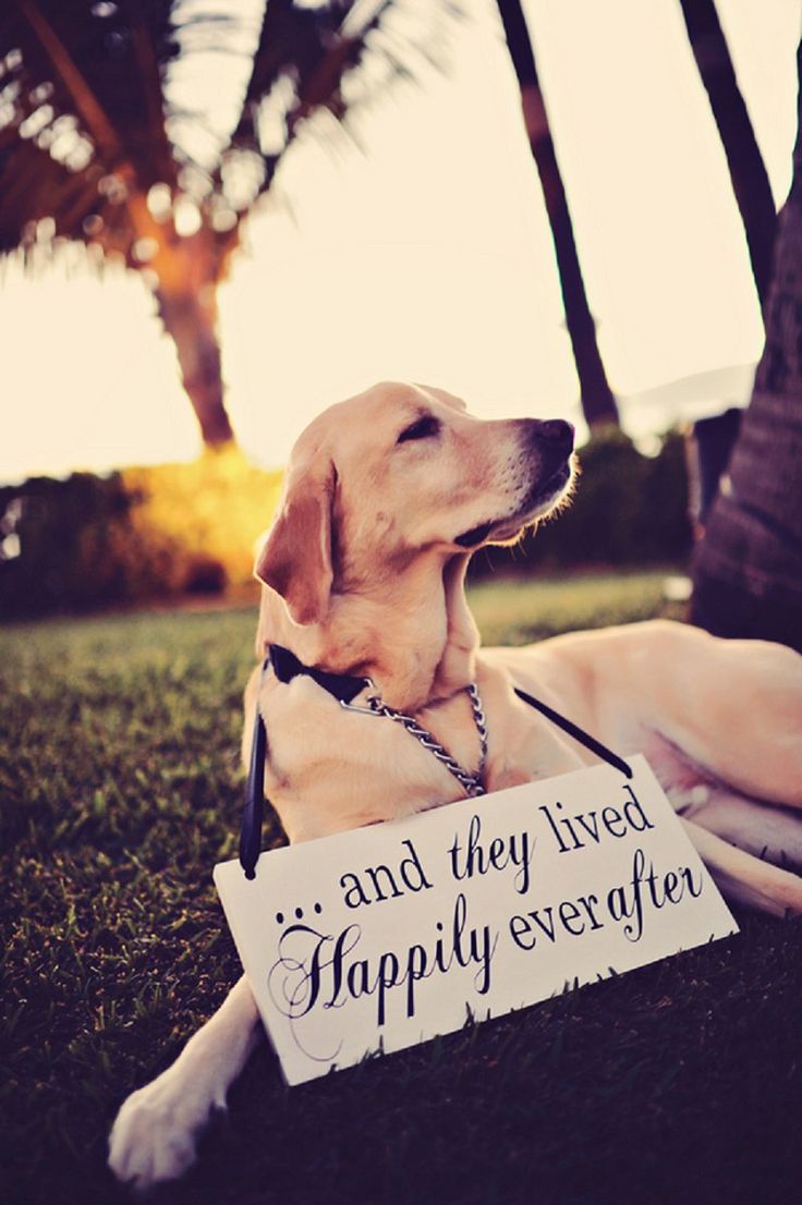 Adorable way to incorporate your dog into your wedding