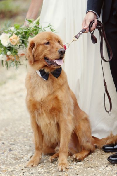 Handsome pup in wedding