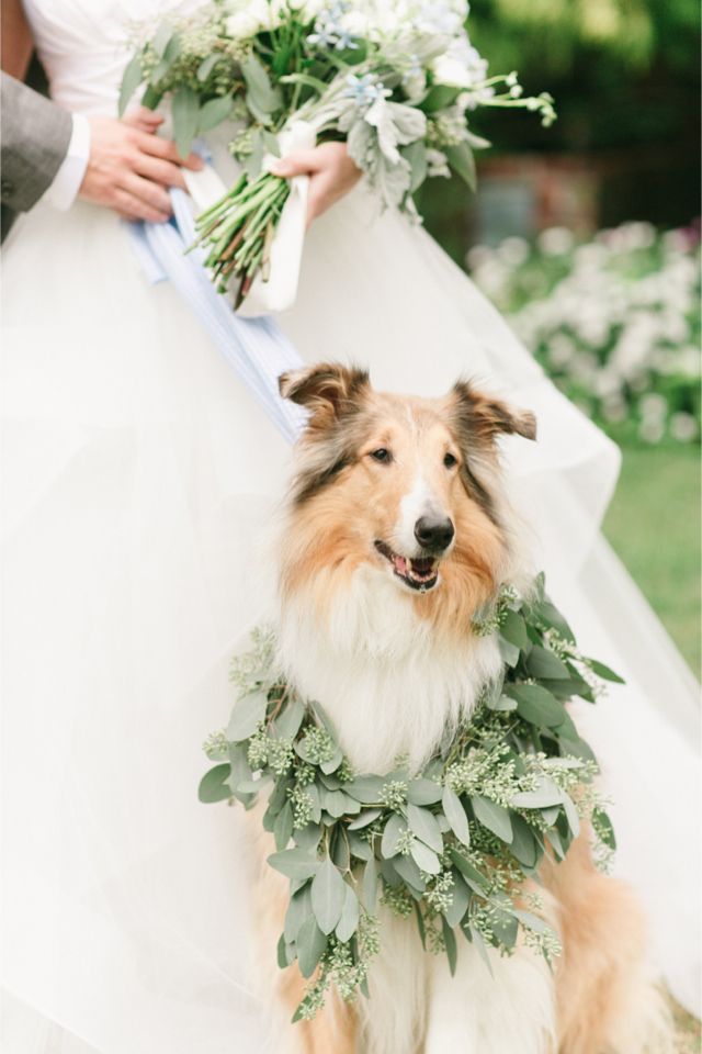 Leafy garland for a dog at your wedding