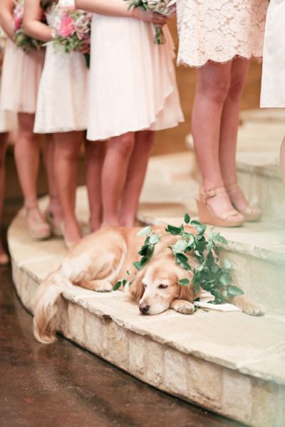 Rustic Classic Oaks Ranch Wedding Ideas-wedding dog