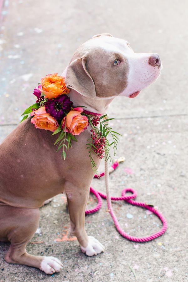 a floral wreath for the pup