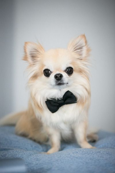 cute wedding dog with a bow