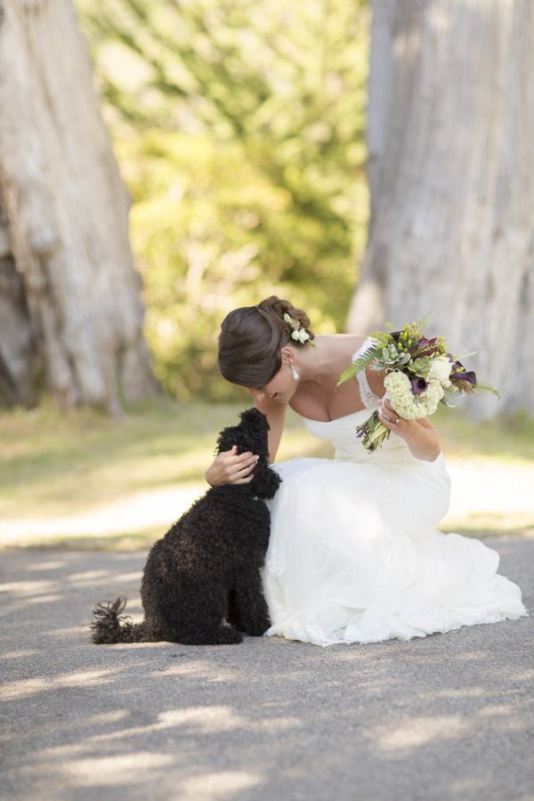 dog in wedding