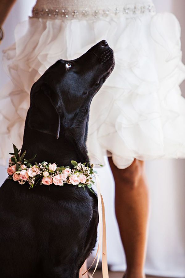 dogs in wedding