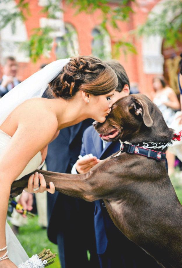 dogs in weddings