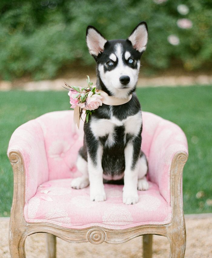 pink and pup wedding ideas