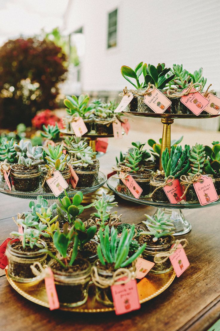 potted succulent wedding favors for the guests