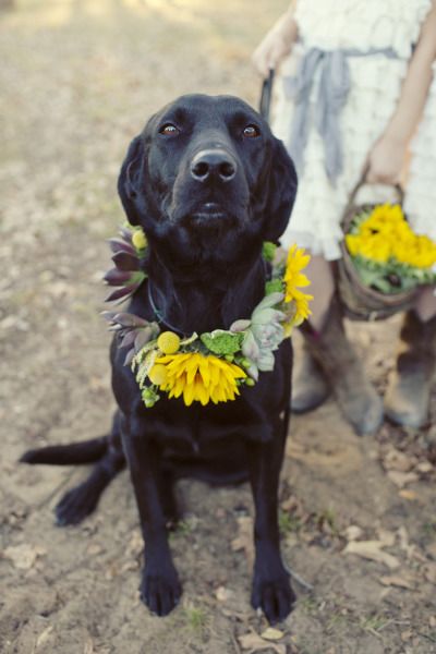 rustic wedding ideas-Black lab with a sunflower and succulent collar