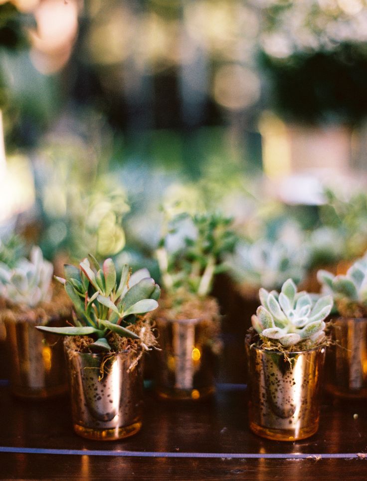 succulent wedding favors with the gold candle holders
