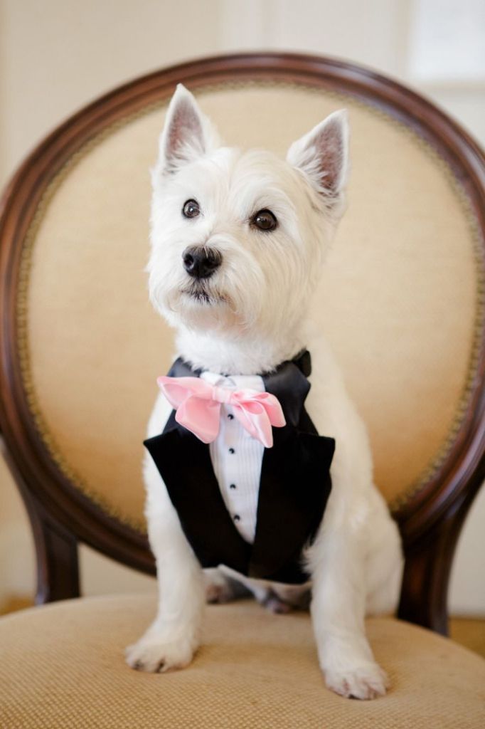 unique wedding ideas -dog in black and white tuxedos