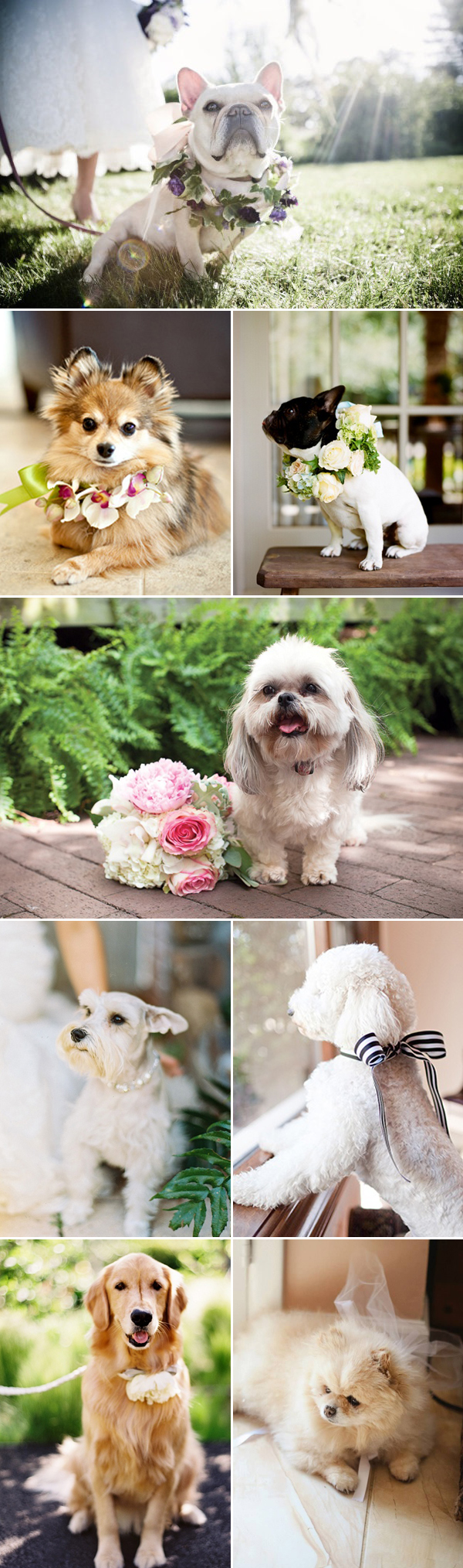 unique wedding ideas - dogs in weddings with flowers