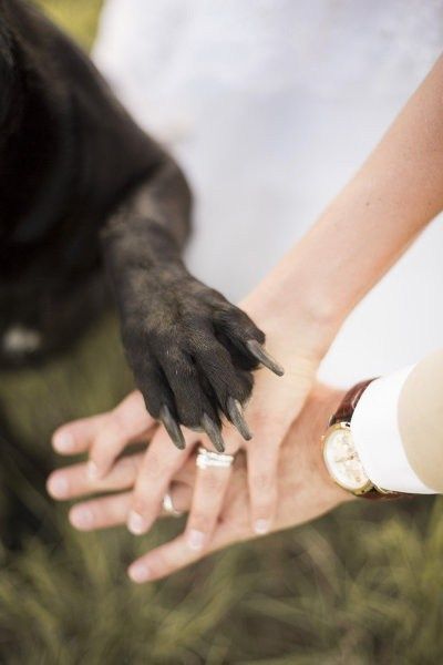 unique wedding photo ideas -dogs in weddings