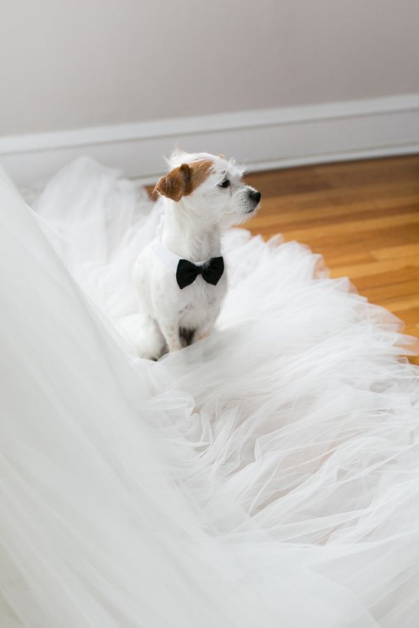 wedding dog lookin out for the bride's dress