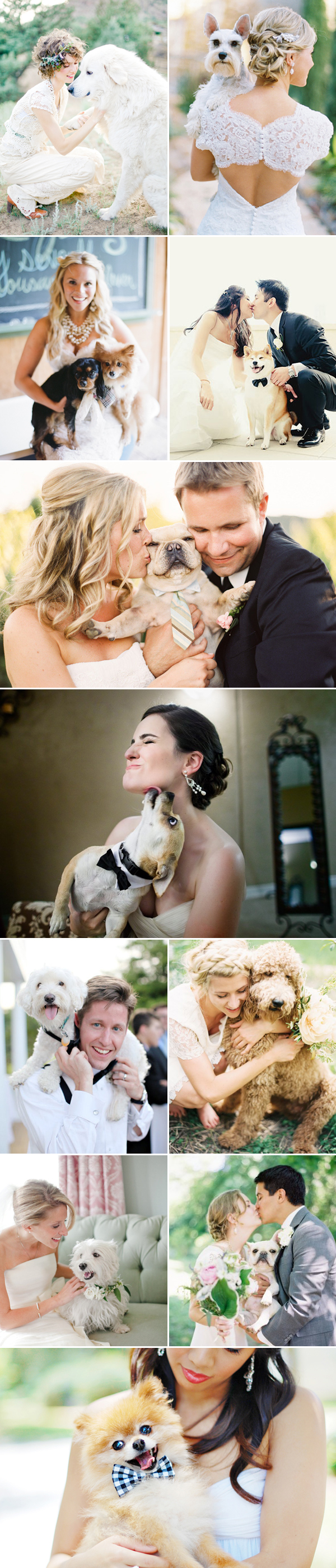 dogs at weddings - wedding dog with bride and groom