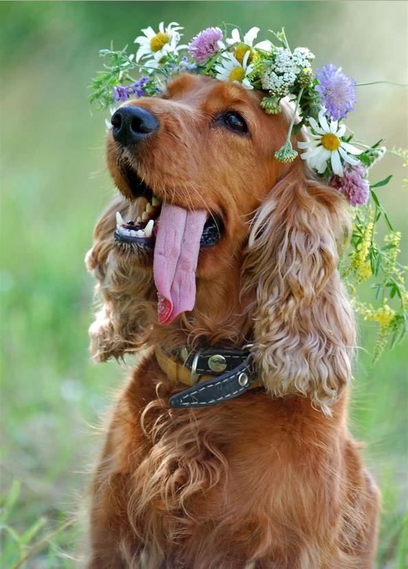 wedding dog with flower crown