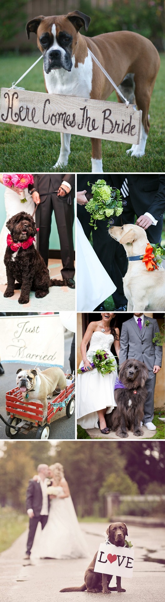 wedding fog ideas -get a doggie attendant to help keep the day manageable
