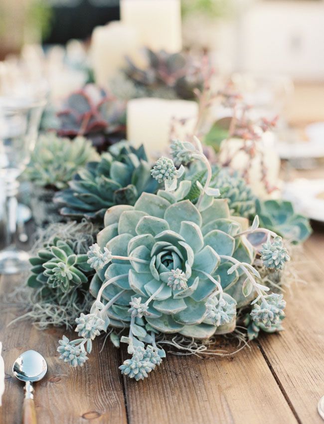 wedding table ideas full of succulents