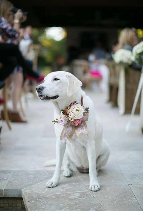white Lab swears a mix of different pale-hued petals attached to a pink bow