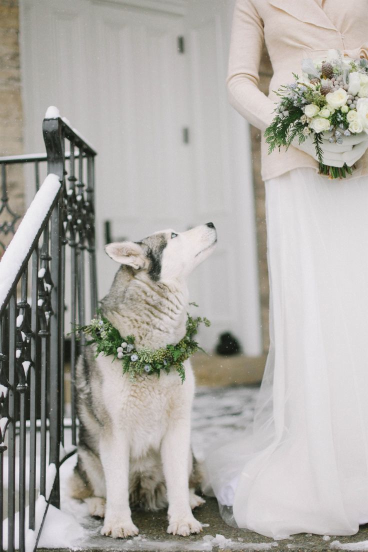winter wedding ideas-Husky in Winter Wedding