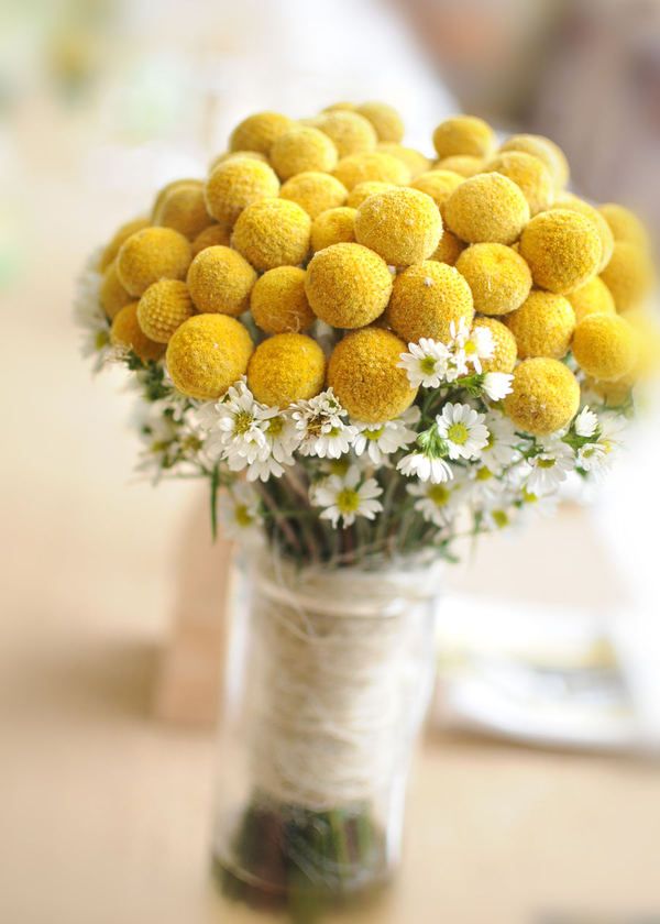 Michaelmas daisies and Billy Buttons