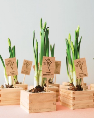 Plant Wedding Favours