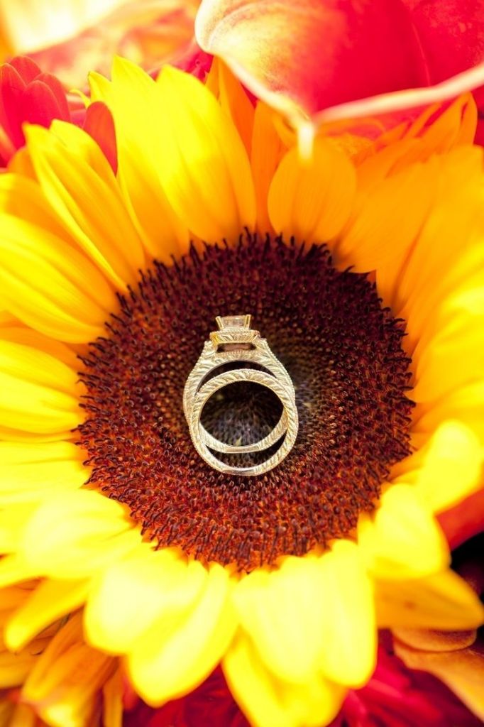 Wedding rings on a sunflower wedding flowers rings bright yellow engagement