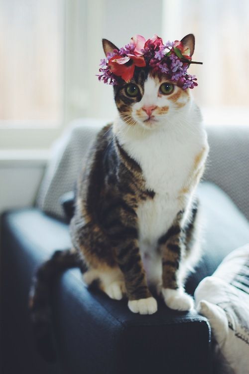 cute wedding kitty with plum purple flower crown