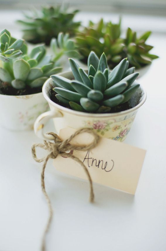 succulent in tea cup wedding favors