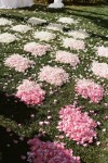 patterned petals  rose-petals ombre wedding aisle