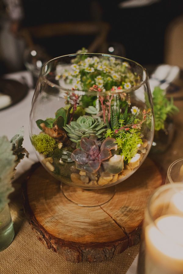 succulents desertscapes in glass bowls