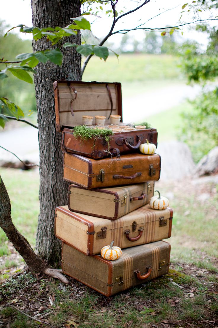 vintage suitcases filled with plants and pumpkins