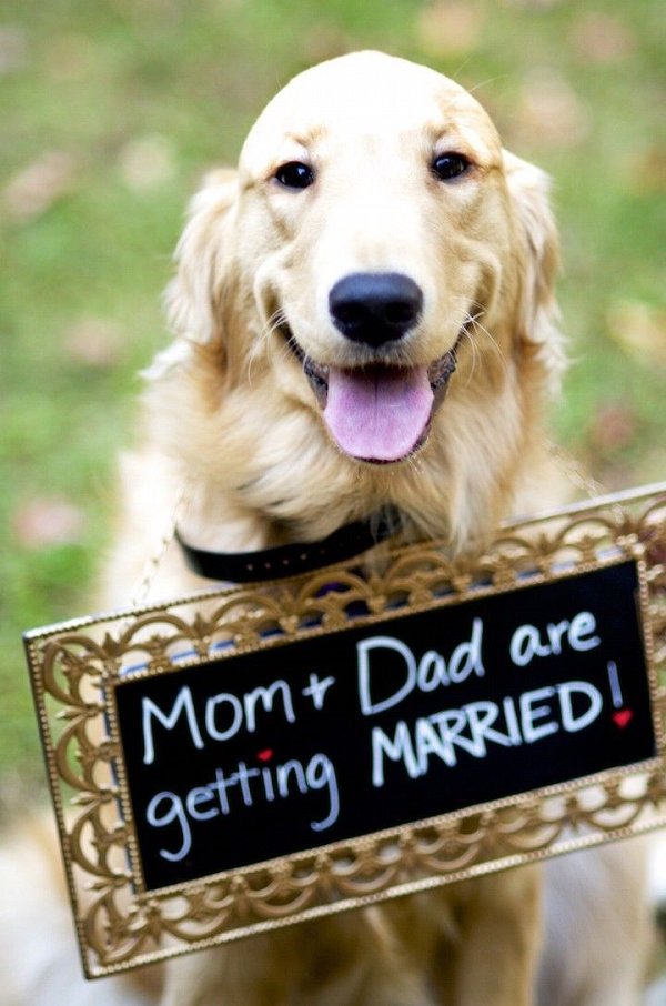 vintage cute wedding dog with wedding sign