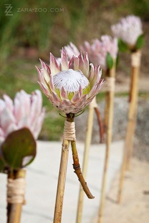 Giant Protea wedding aisle decor