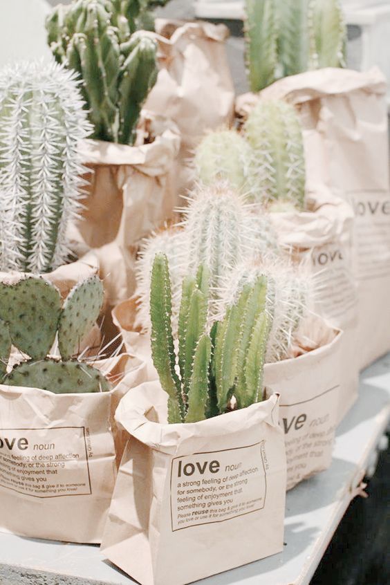 succulents or cactus cacti as a takehome gift for guests in a paper bag