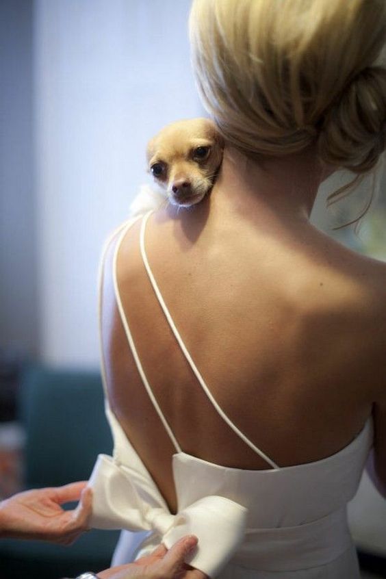 Getting ready wedding photos with your pet 2