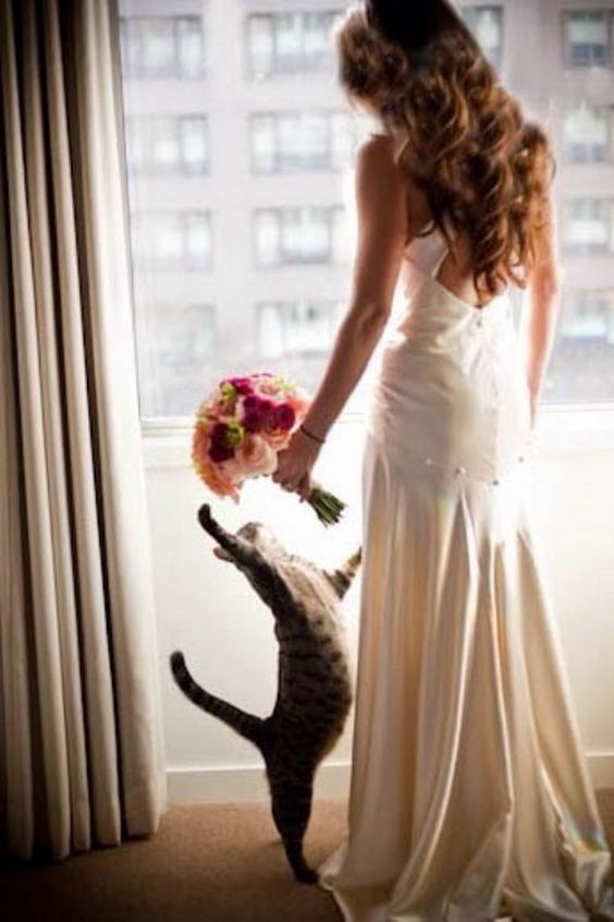 Getting ready wedding photos with your pet 3