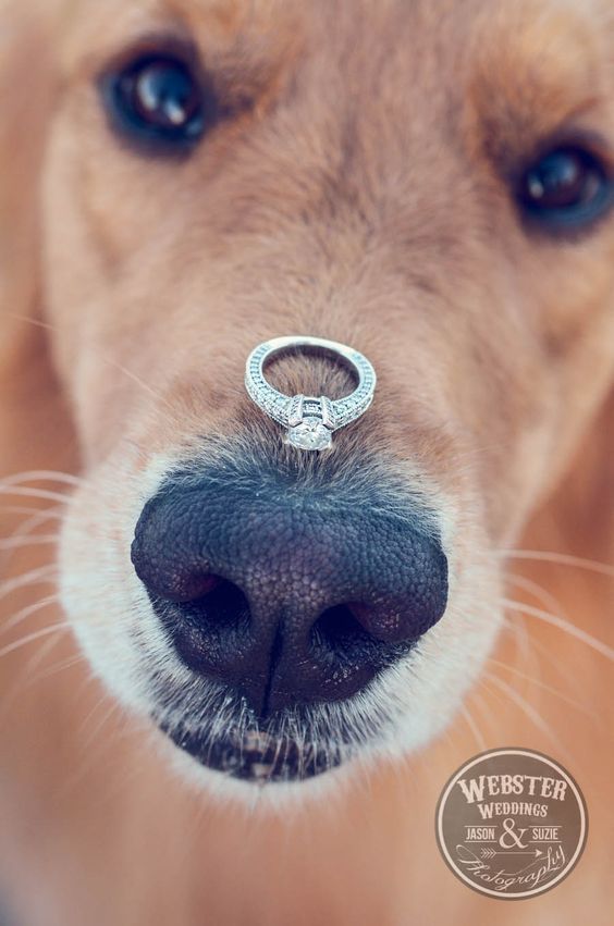 Getting ready wedding photos with your pet 5