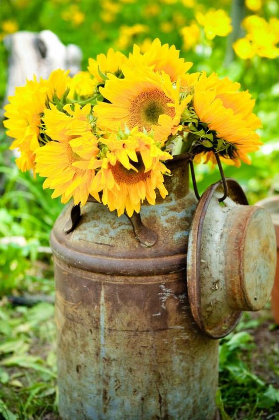 Sunflowers in an antique milk can