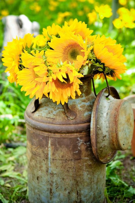 30 Rustic Country Wedding Ideas with Milk Churn 24 Sunflowers in an antique milk can