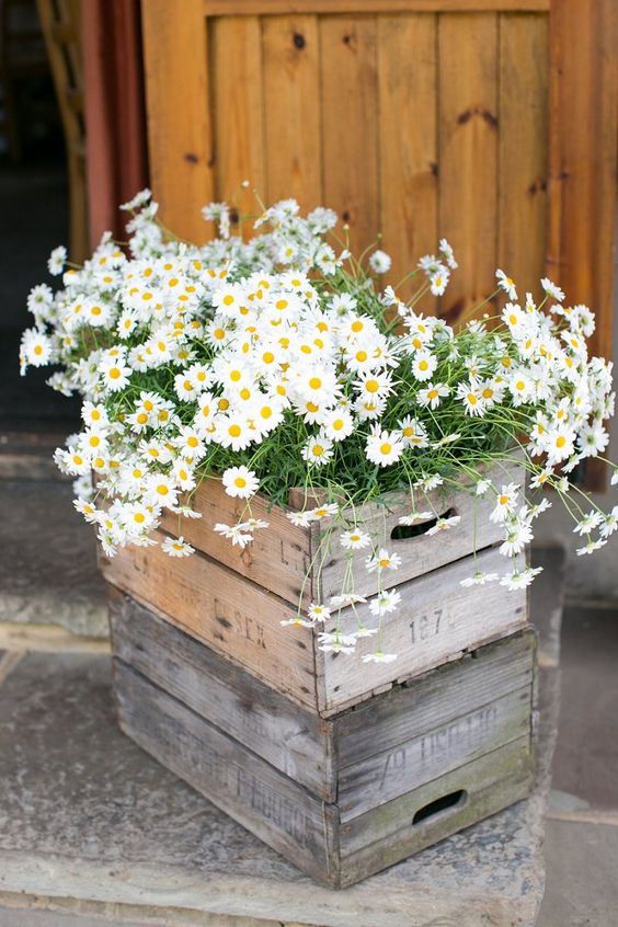 rustic daisy wedding decor