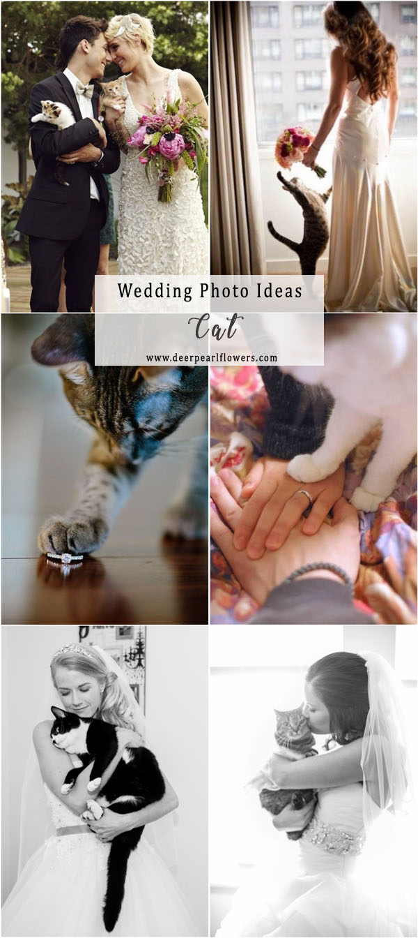 Wedding cat photo ideas