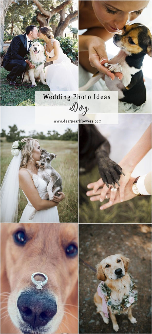 Wedding dog photo ideas