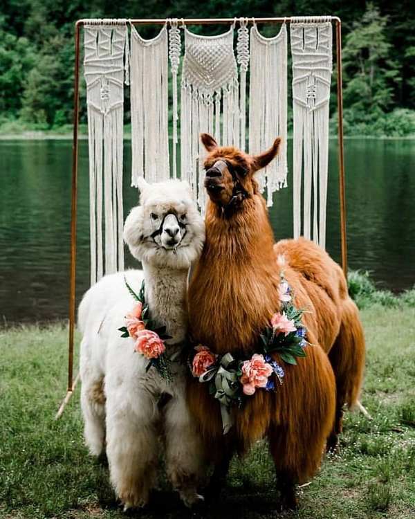 Wedding photography ideas with animals, pets, dogs