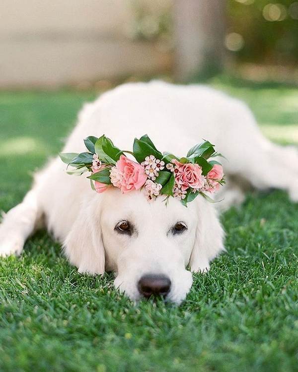 Wedding photography ideas with animals, pets, dogs