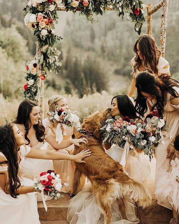 Wedding photography ideas with animals, pets, dogs