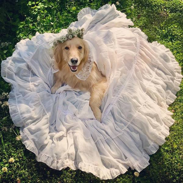 Wedding photography ideas with animals, pets, dogs