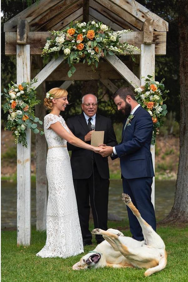 Wedding photography ideas with animals, pets, dogs