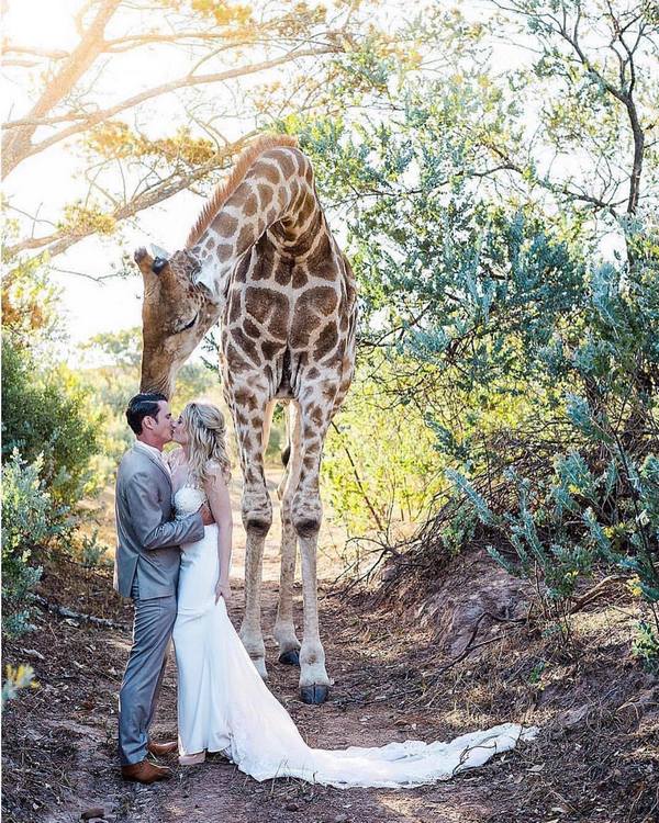 Wedding photography ideas with animals, pets, dogs